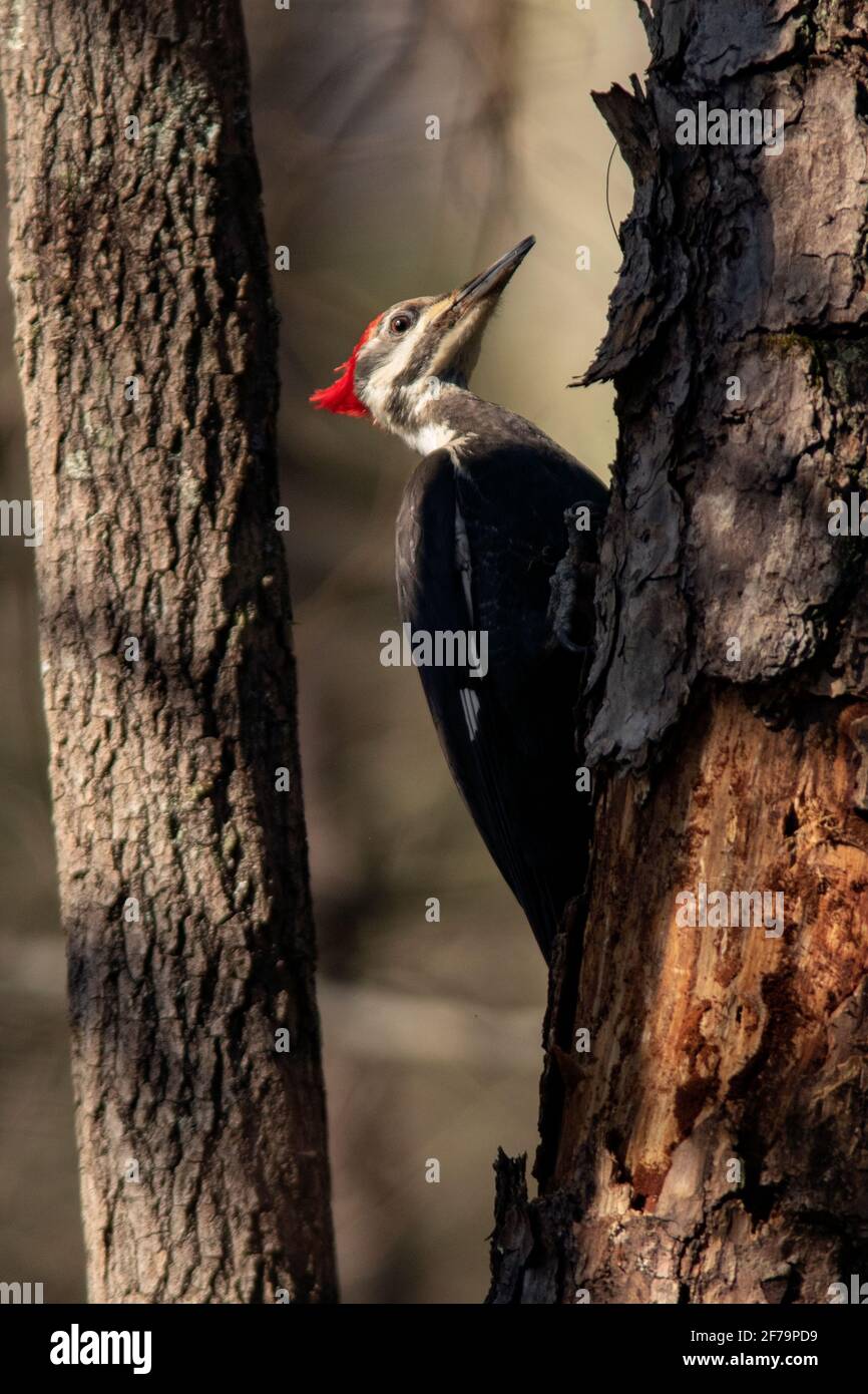 Pileated Woodpecker (Dryocopus pileatus) [Female] - Brevard, North