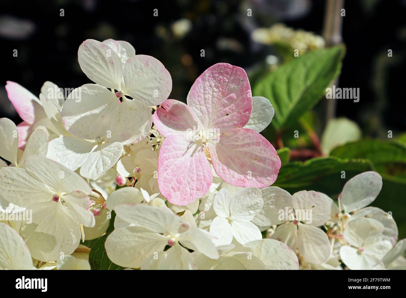 Hardy hydrangeas hi-res stock photography and images - Alamy