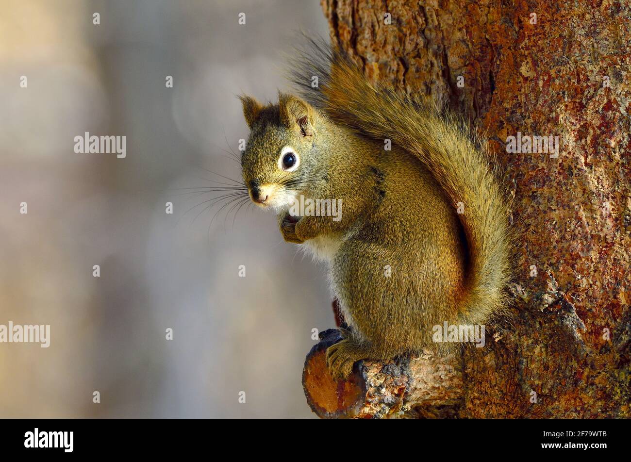A red squirrel 'Tamiasciurus hudsonicus', sitting on a spruce tree branch alert and looking on his favorite perch in rural Alberta Canada. Stock Photo