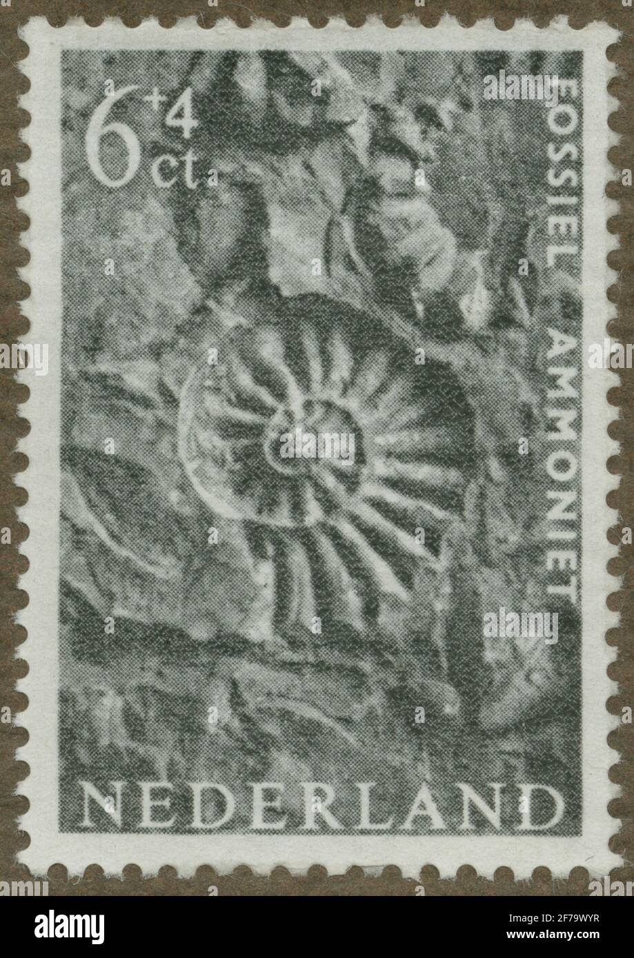 Stamp of Gösta Bodman's Philatelist Association, started in 1950.The stamp from the Netherlands, 1962. Motifs of fossil imprints of seashell. 'About 140-175 million years old. S.K. Ammonite Spinatus'. 'From the Zoological Museum, Amsterdam. Museum Seir'. Stock Photo
