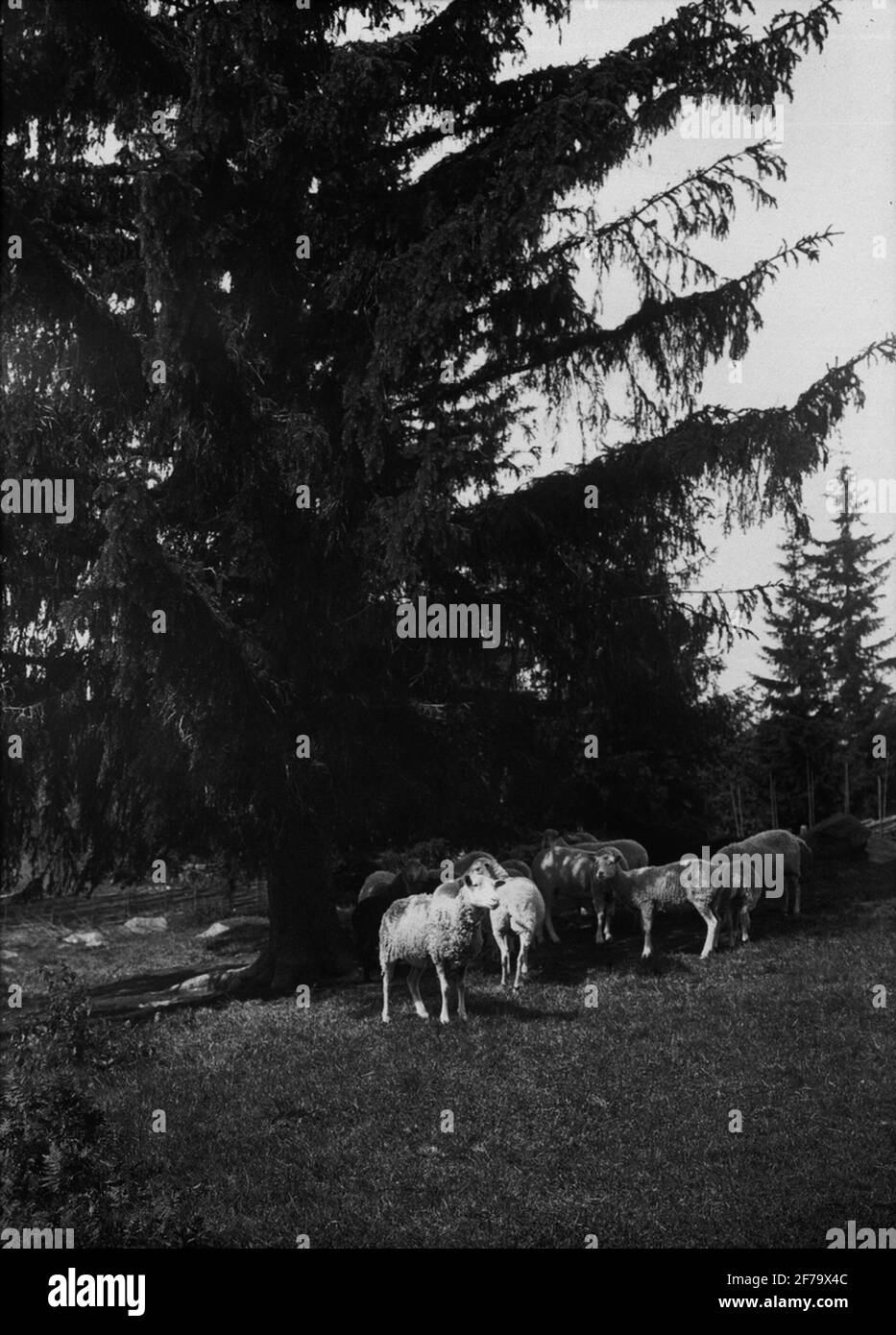 Sheep Window Display Diapositive, window image with motifs of sheep in the garden Stock ...