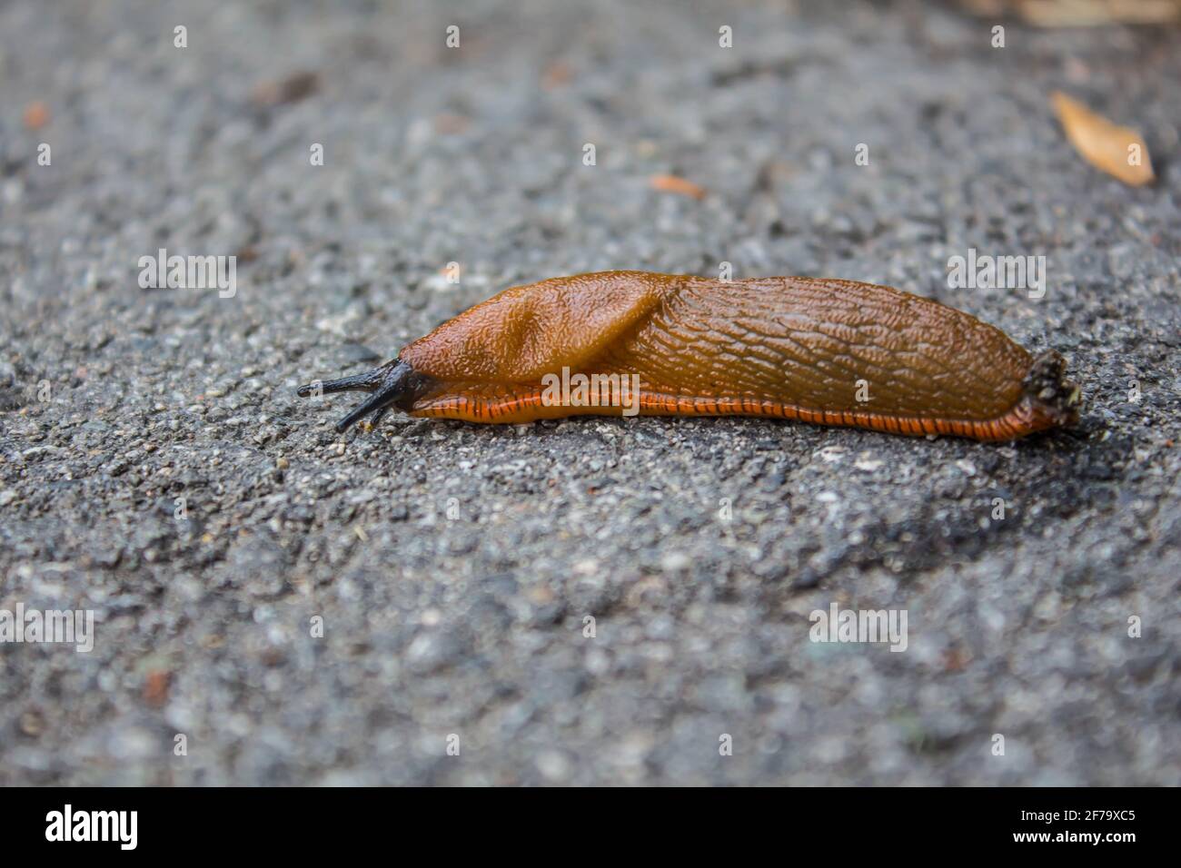 Big red slug is sliding on the gray ground. Macro, Selective focus. Stock Photo