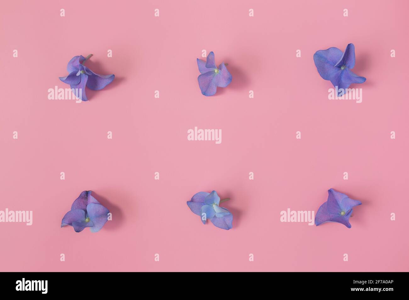 Blue purple petals hi-res stock photography and images - Alamy