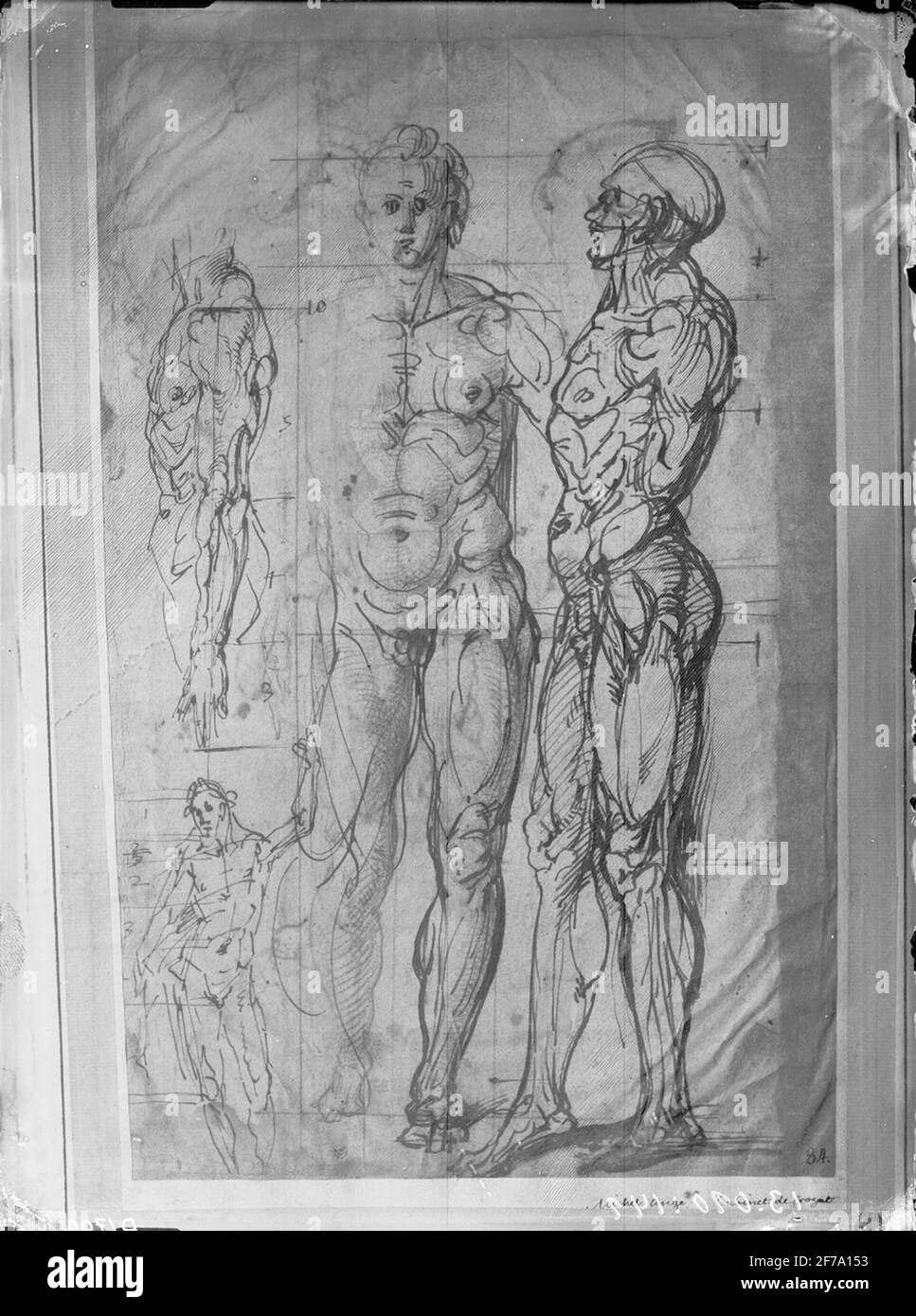 Angelo Drawings Anatomical hand drawings of Michel Angelo. The original is available at ...