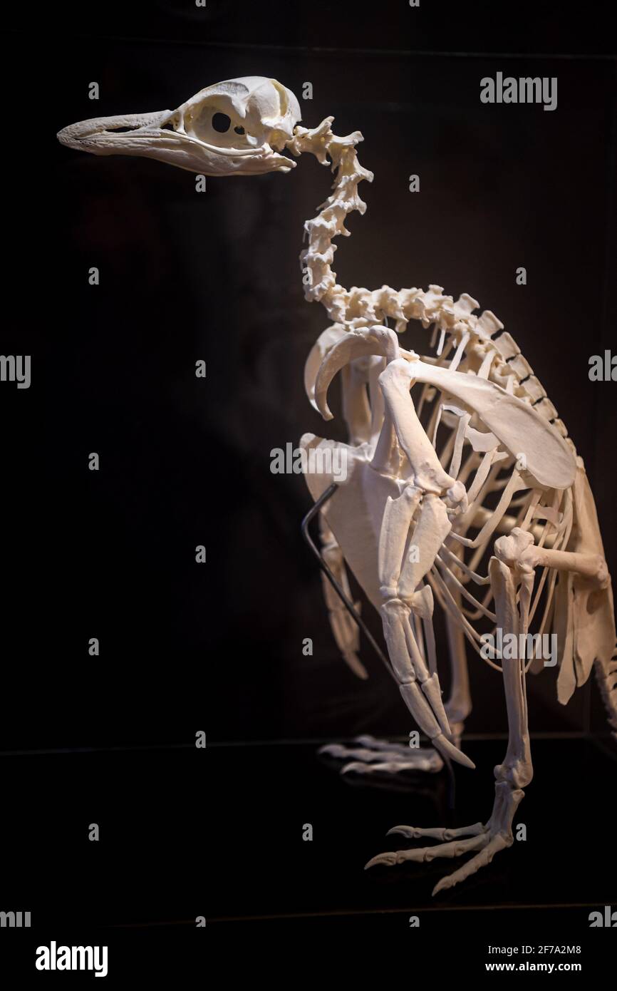 Cuxhaven, Germany. 17th Mar, 2021. The skeleton of a penguin is on display at the Penguin Museum. Penguins wherever you look: whether as stuffed animals, collector's figures or on neckties - the Penguin Museum in Cuxhaven is teeming with tailcoats. Credit: Sina Schuldt/dpa/Alamy Live News Stock Photo