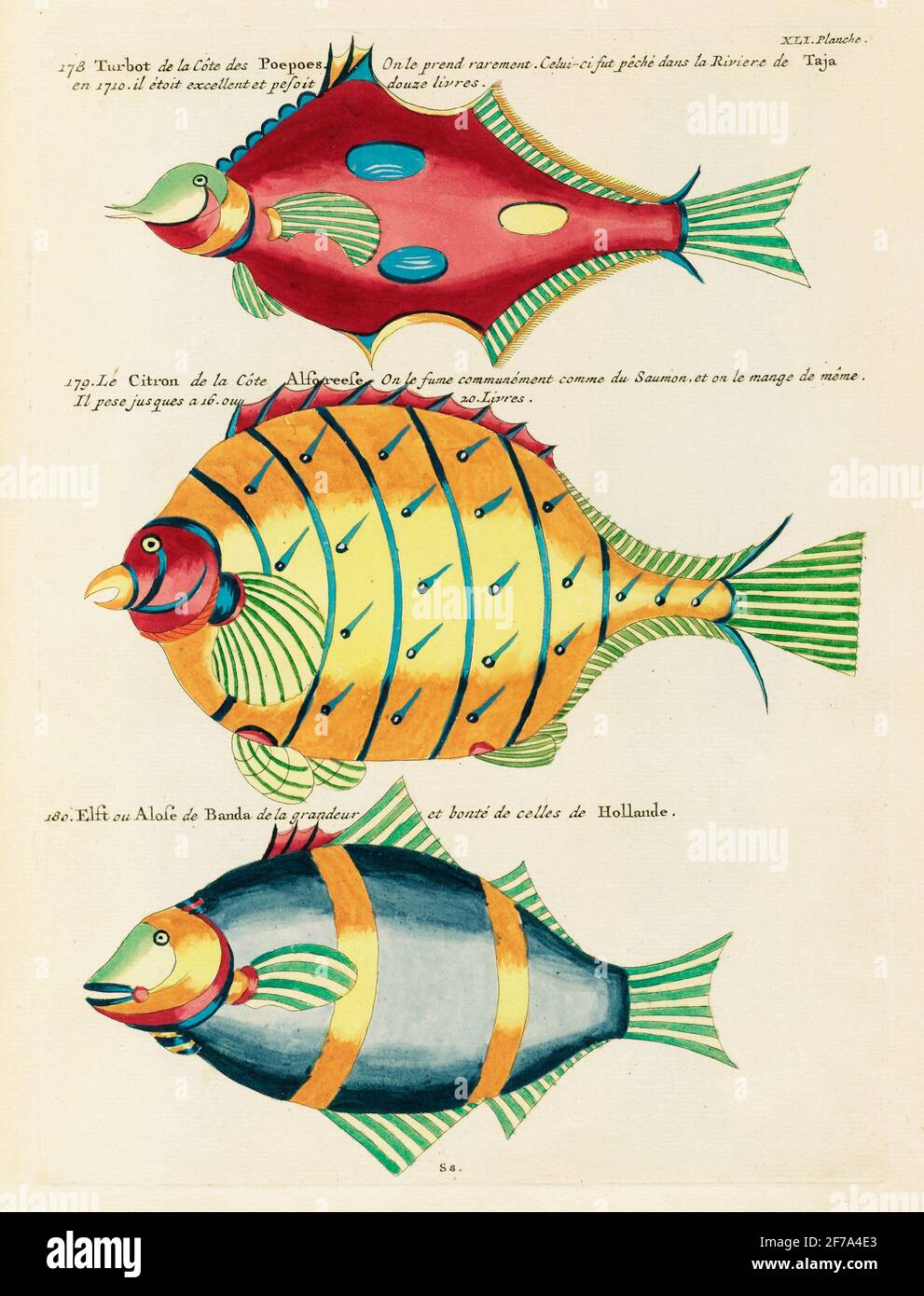 Renard de mer hires stock photography and images Alamy — free download