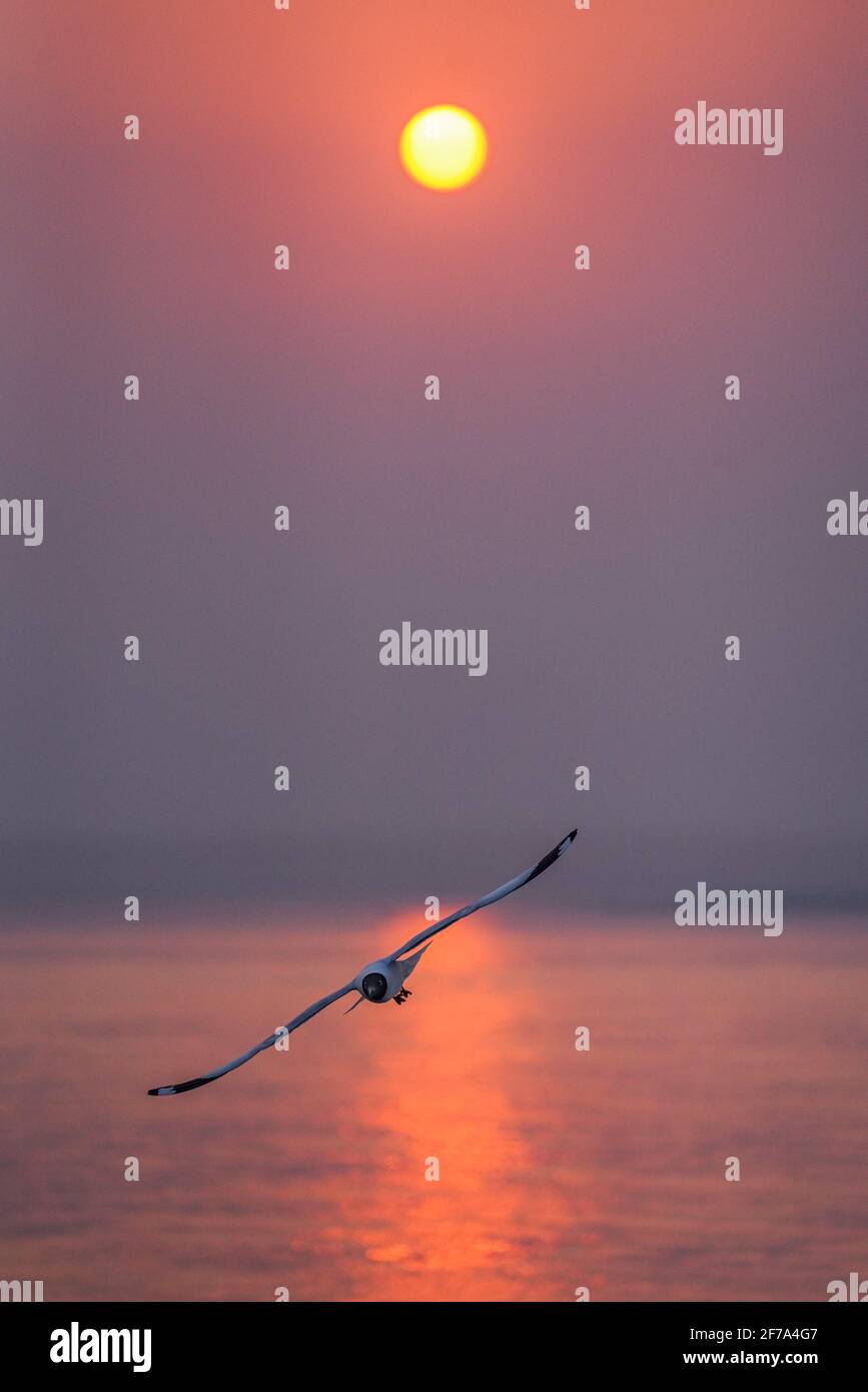 Chandpur, Bangladesh. 04th Apr, 2021. A seagull follows a ship sailing for Bhola district as it looks out for fish on the water surface stirred by vessel's propellers at Meghna river in Chandpur. Credit: SOPA Images Limited/Alamy Live News Stock Photo