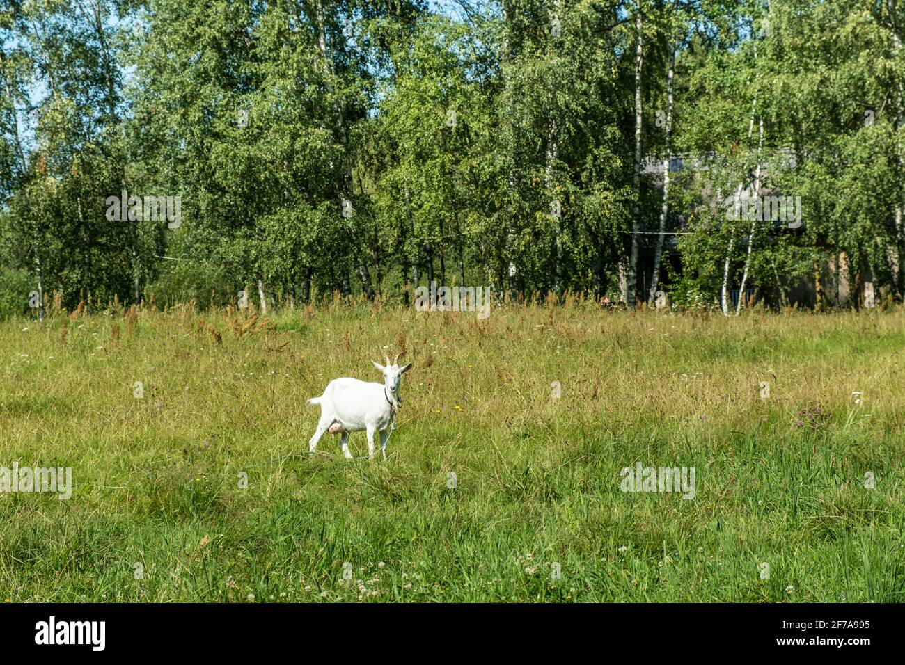 Cute white goat graze on the meadow with fresh green grass in the ...