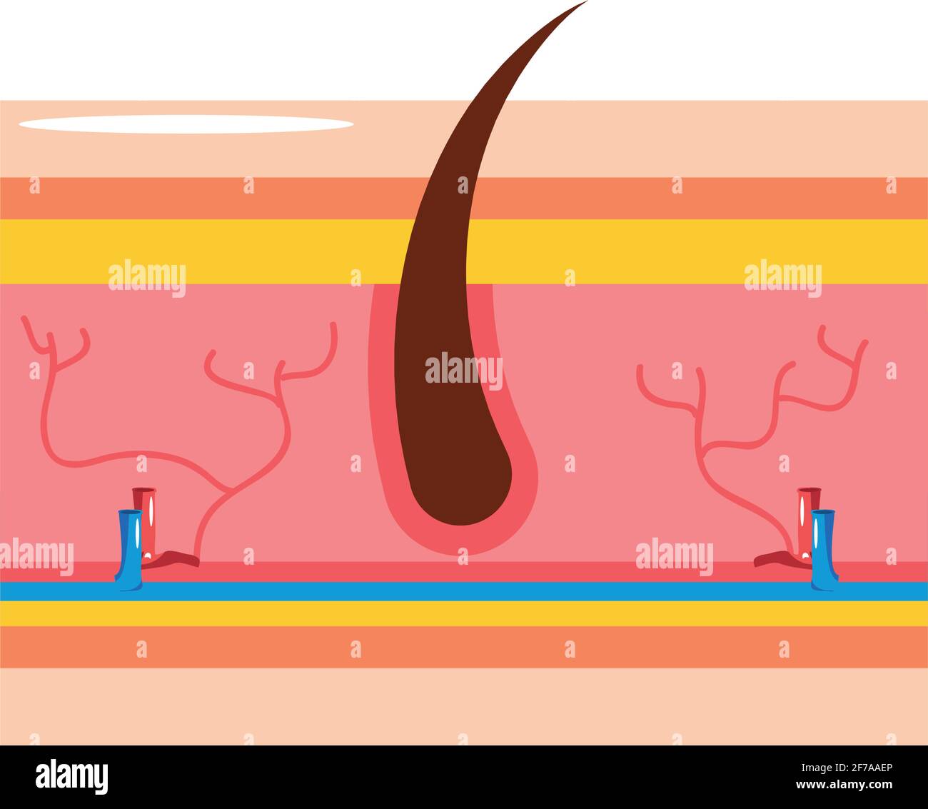 Human Skin Section Stock Vector Image And Art Alamy