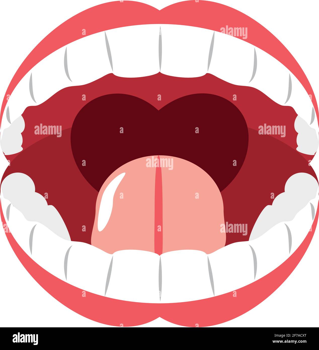 human mouth anatomy Stock Vector Image & Art Alamy
