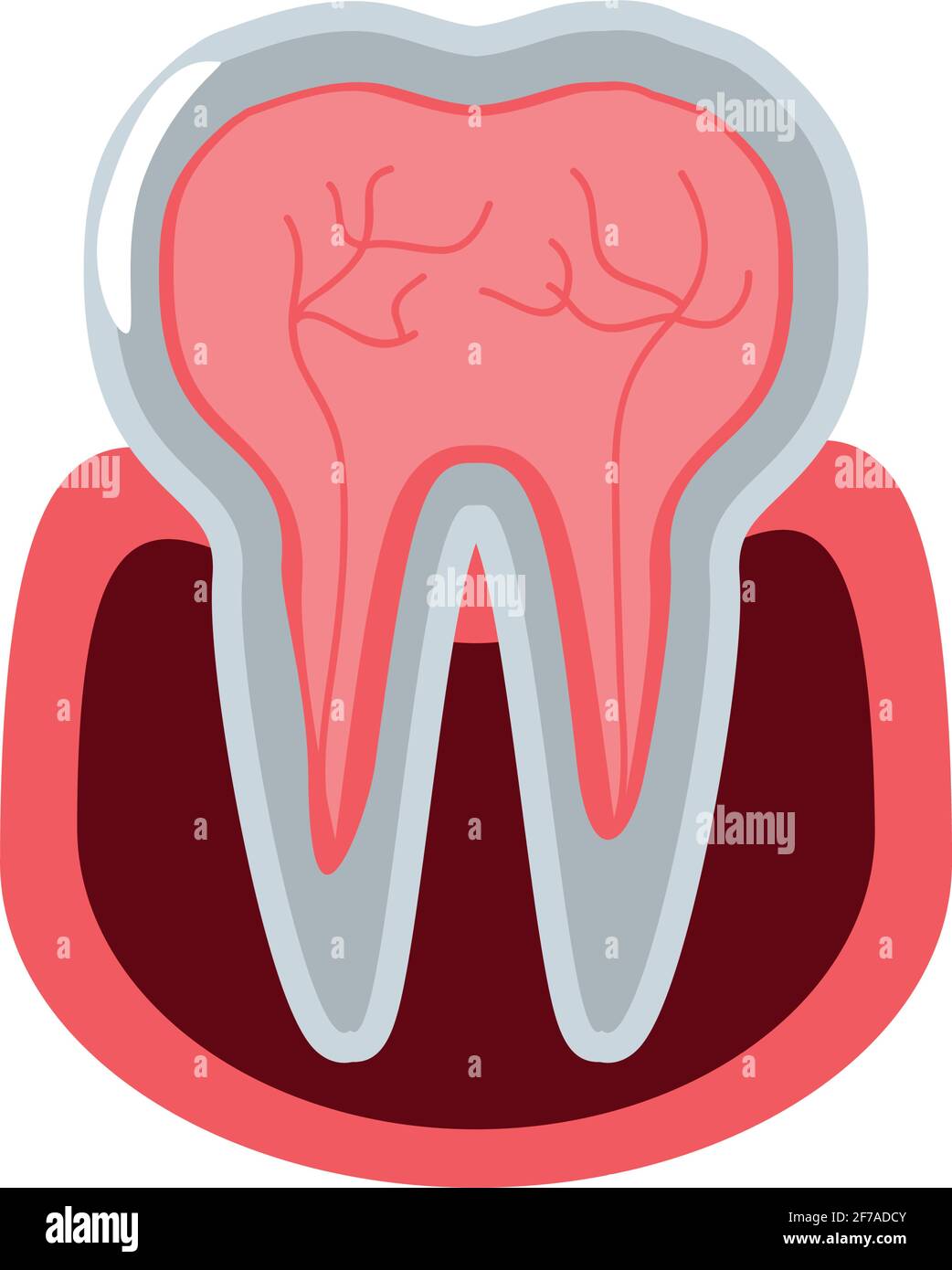 Human Tooth Anatomy Molar Pulp Png 733x550px Watercolor Cartoon