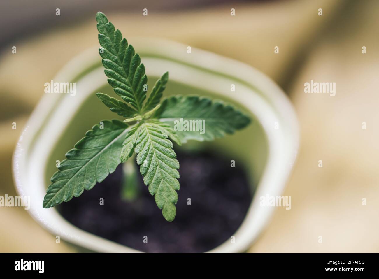 Young leaves of cannabis mariuana in a pot close-up, lifestyle. Growing medical cannabis Stock Photo