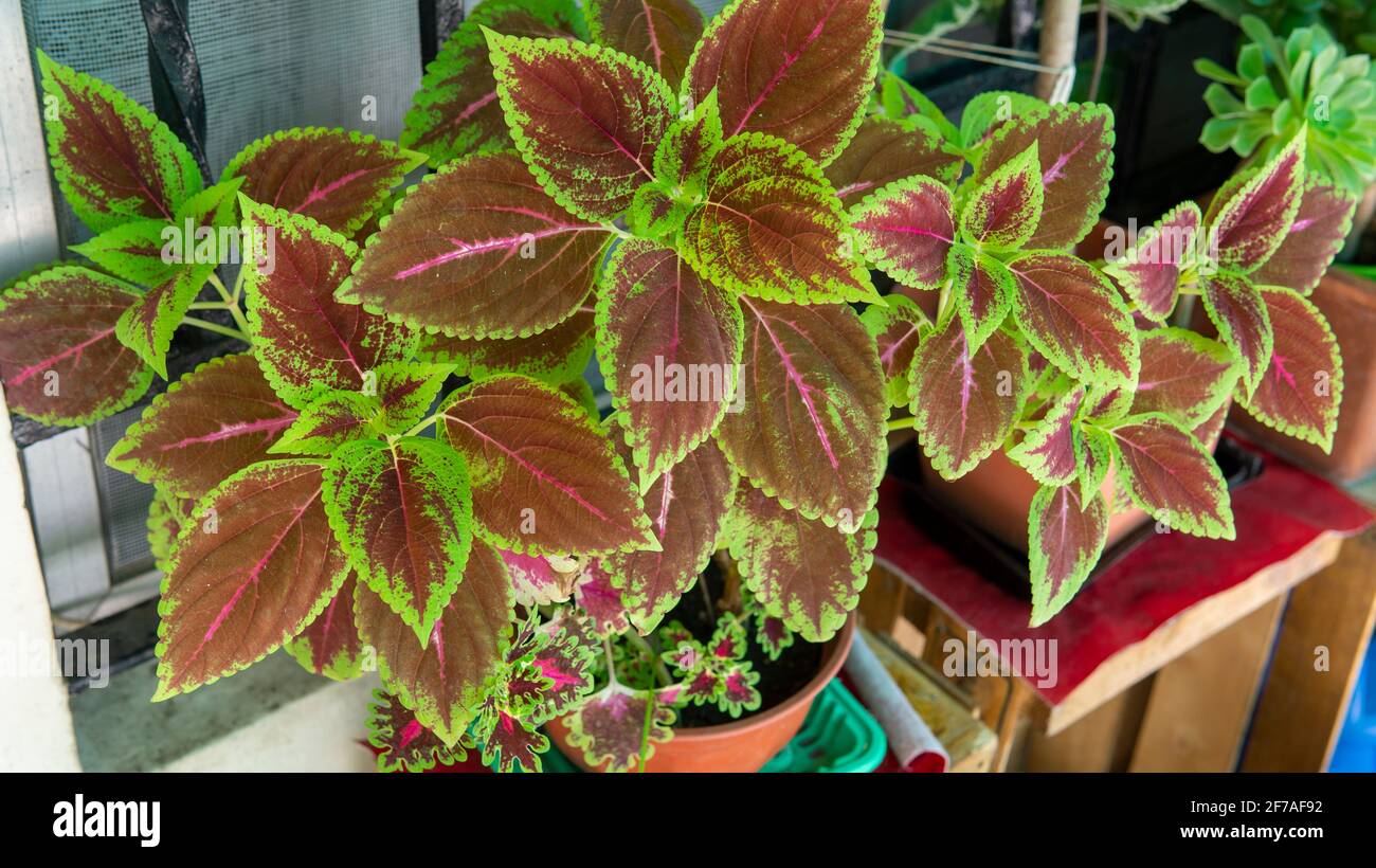 Close view of a colorful coelus plant in a pot Stock Photo