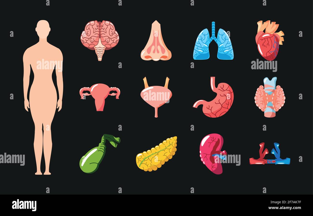human organs icons Stock Vector Image & Art - Alamy