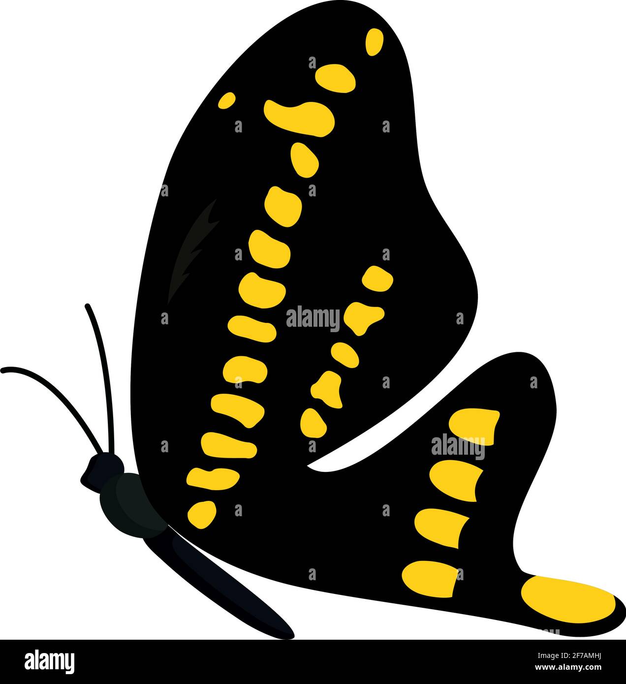 Black Butterfly With Yellow