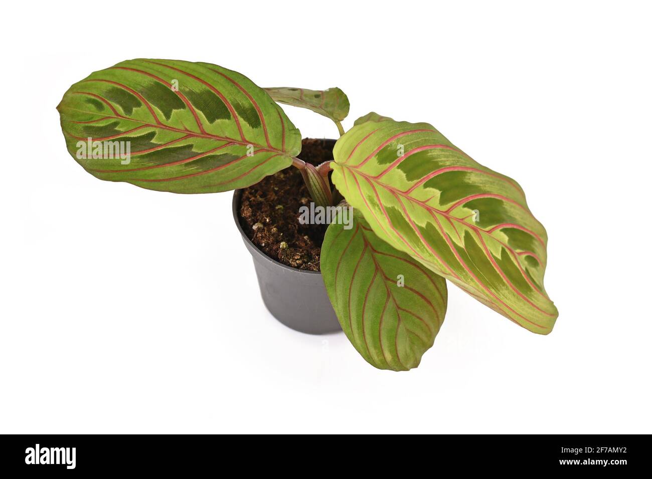Small exotic 'Maranta Leuconeura Fascinator' house plant in flower pot isolated on white background Stock Photo