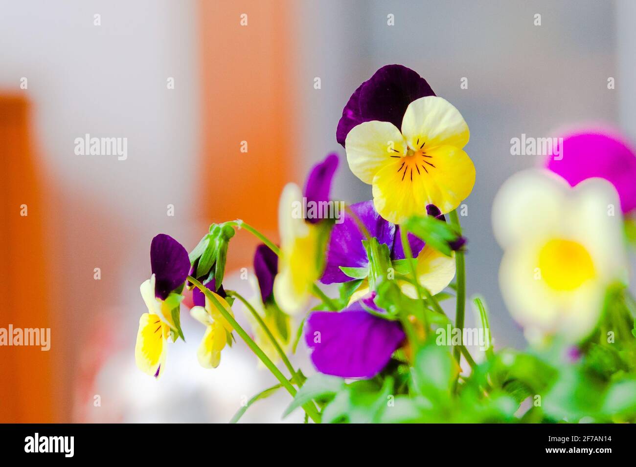 Yellow-violet mini pansies in a pot. Spring home decoration. The first flowers. Depth of field. Stock Photo