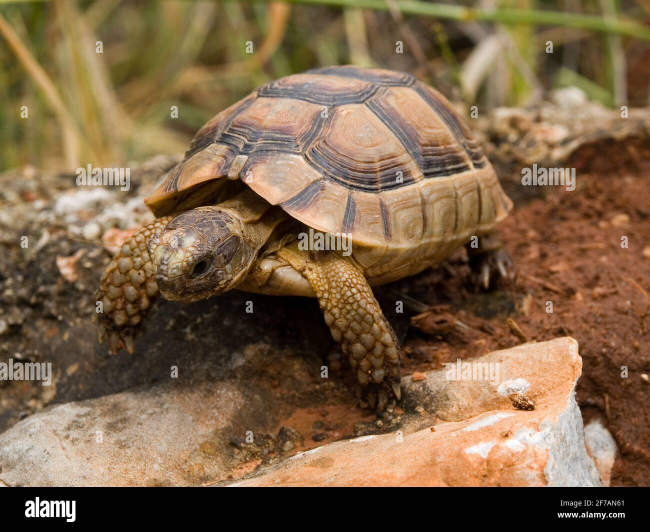 hermann's toroise, testudo hermanni in greece Stock Photo - Alamy