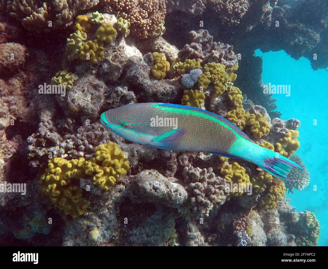 Male Six-banded Parrotfish at Nathan Reef, Great Barrier Reef Stock Photo