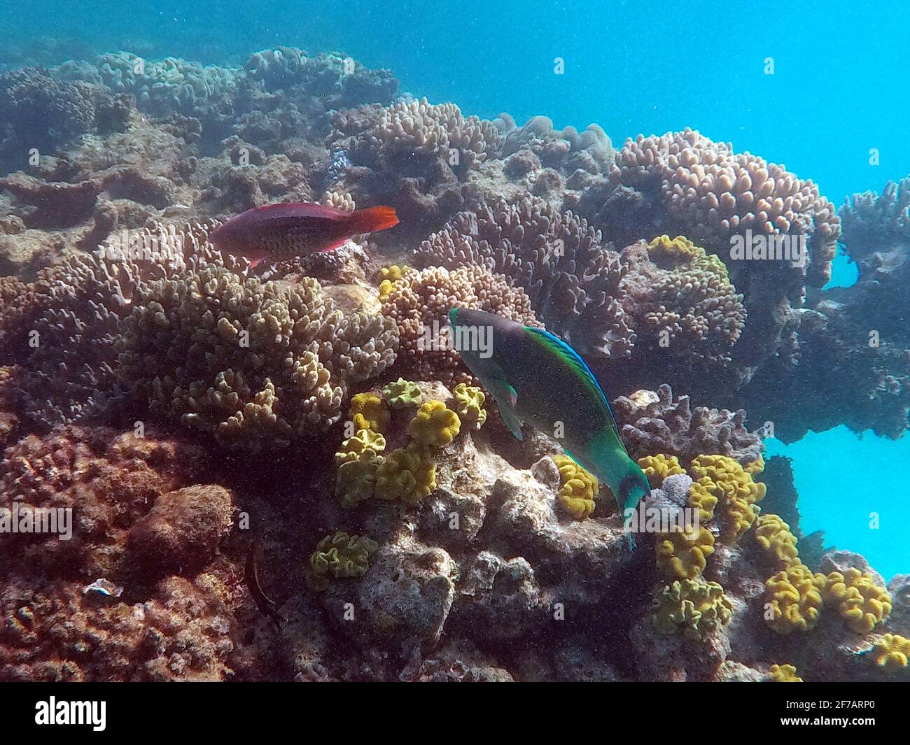 Six-banded Parrotfish,es Scarus frenatus at Nathan Reef, Great Barrier Reef Stock Photo