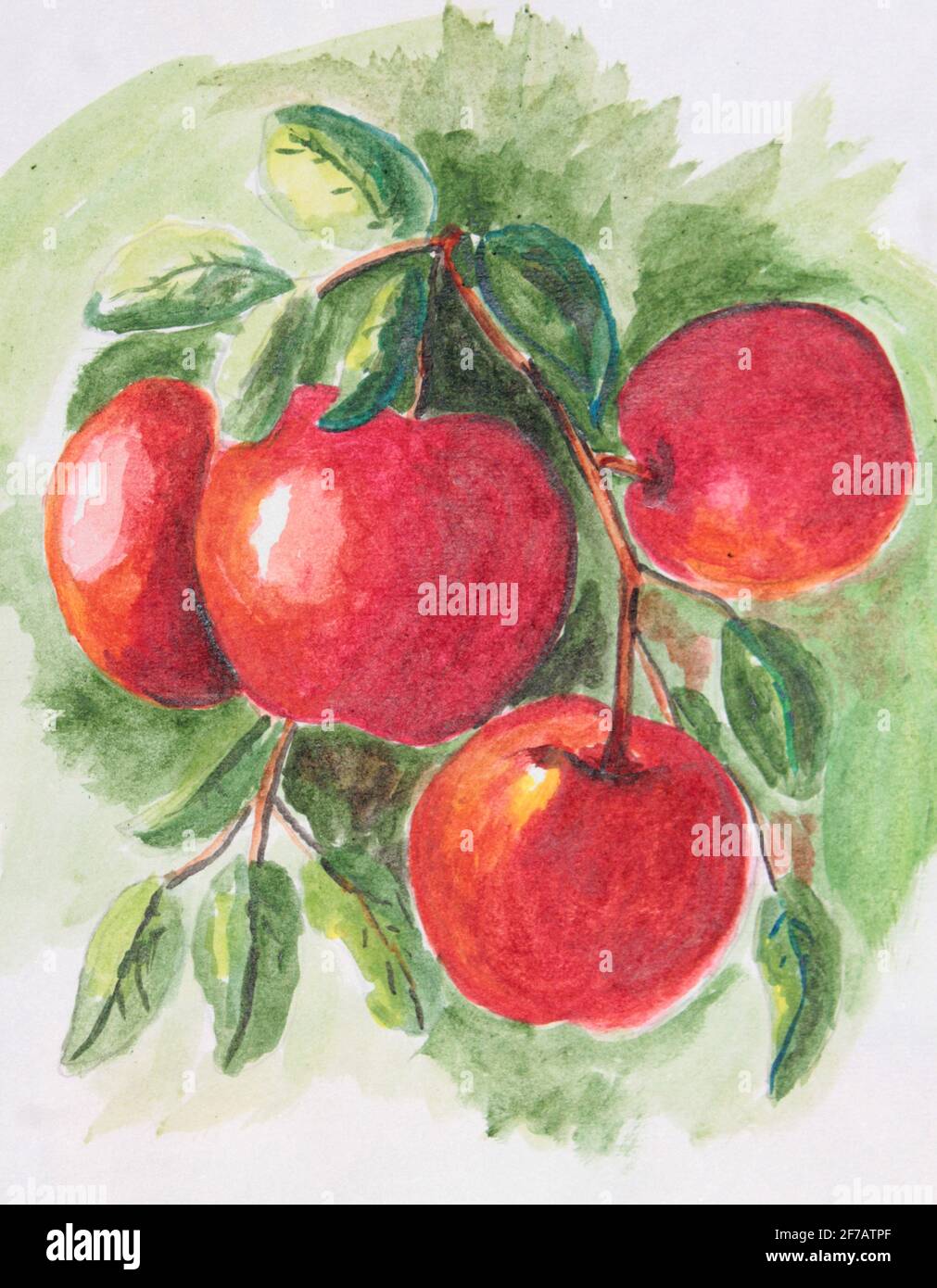 Red apples on tree watercolor painting, fruits paintings Stock Photo