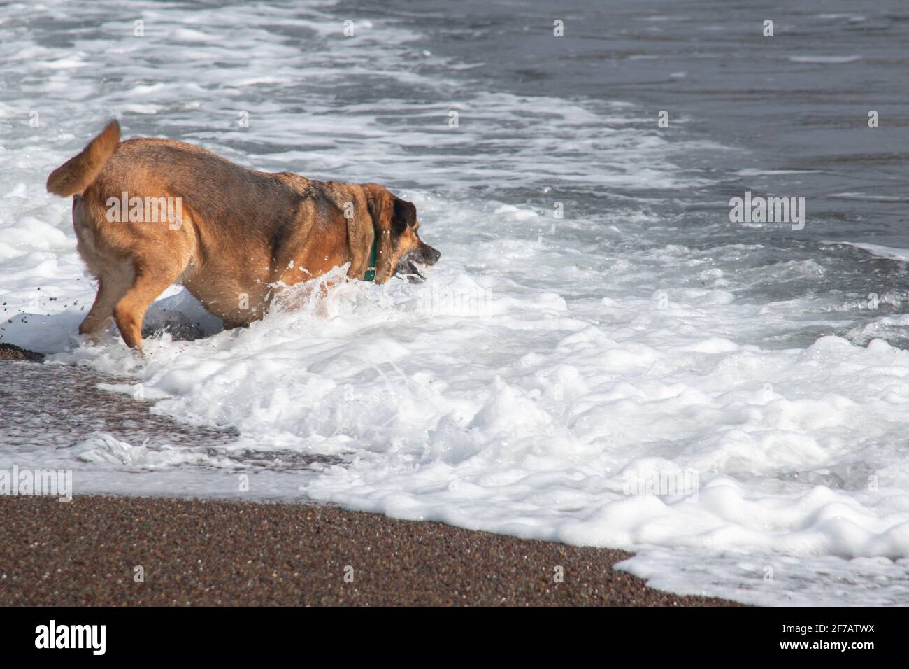 How Long Is A Dog Watch At Sea