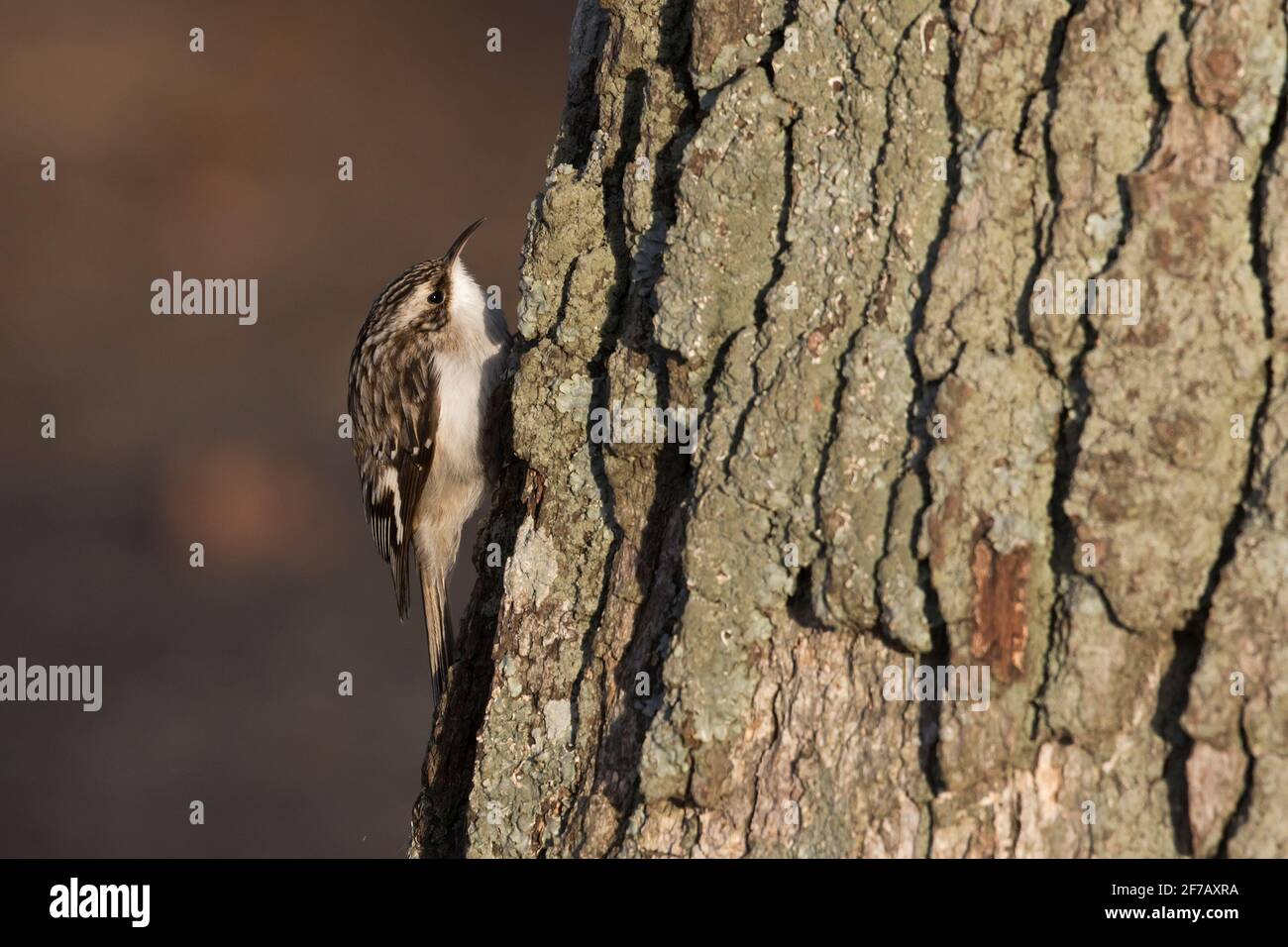 Brown Creeper (Certhia americana) climbing a tree trunk in Long Island, New York Stock Photo