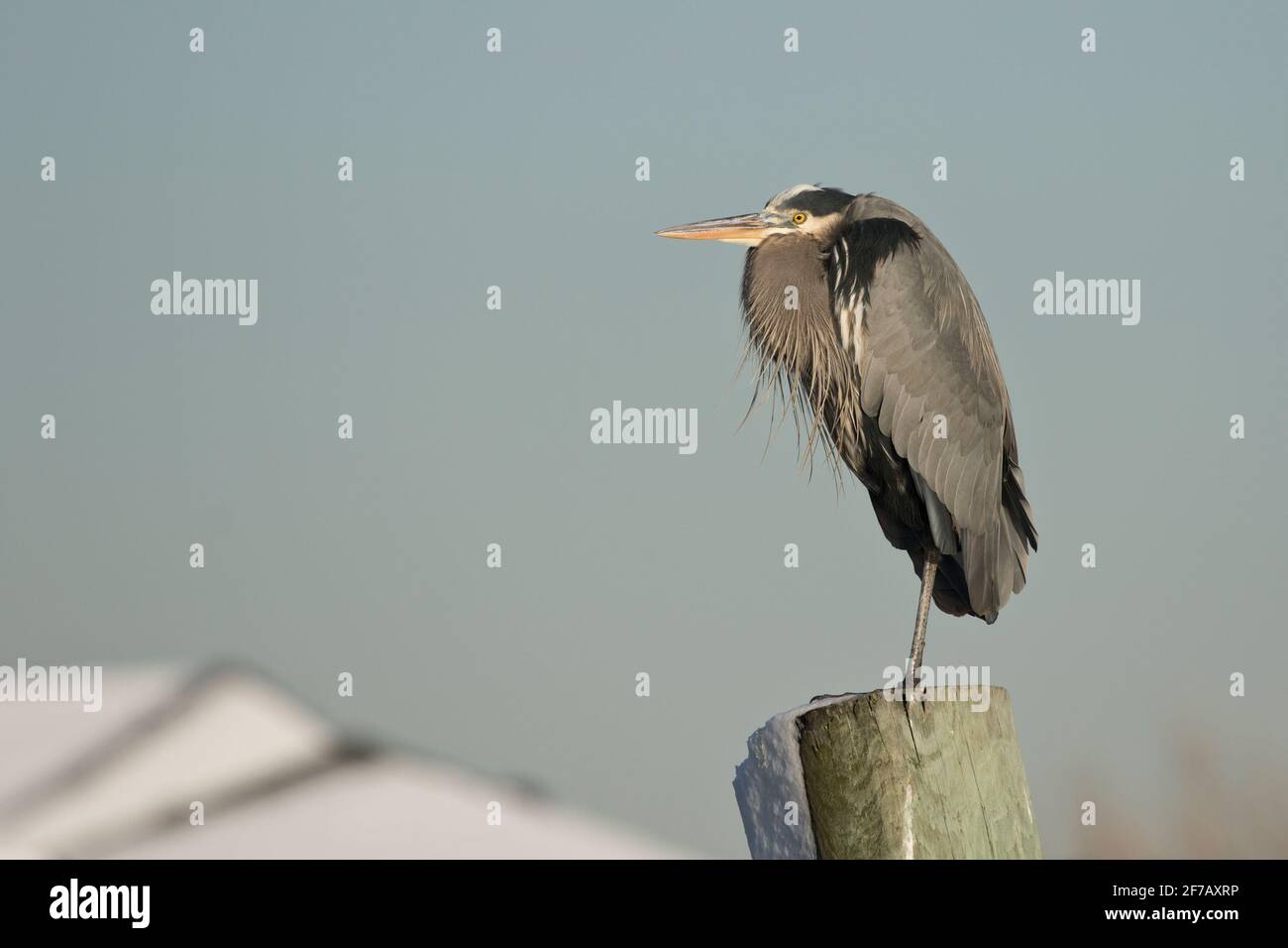 Great Blue Heron (Ardea herodias) perched on a piling in Long Island, New York Stock Photo