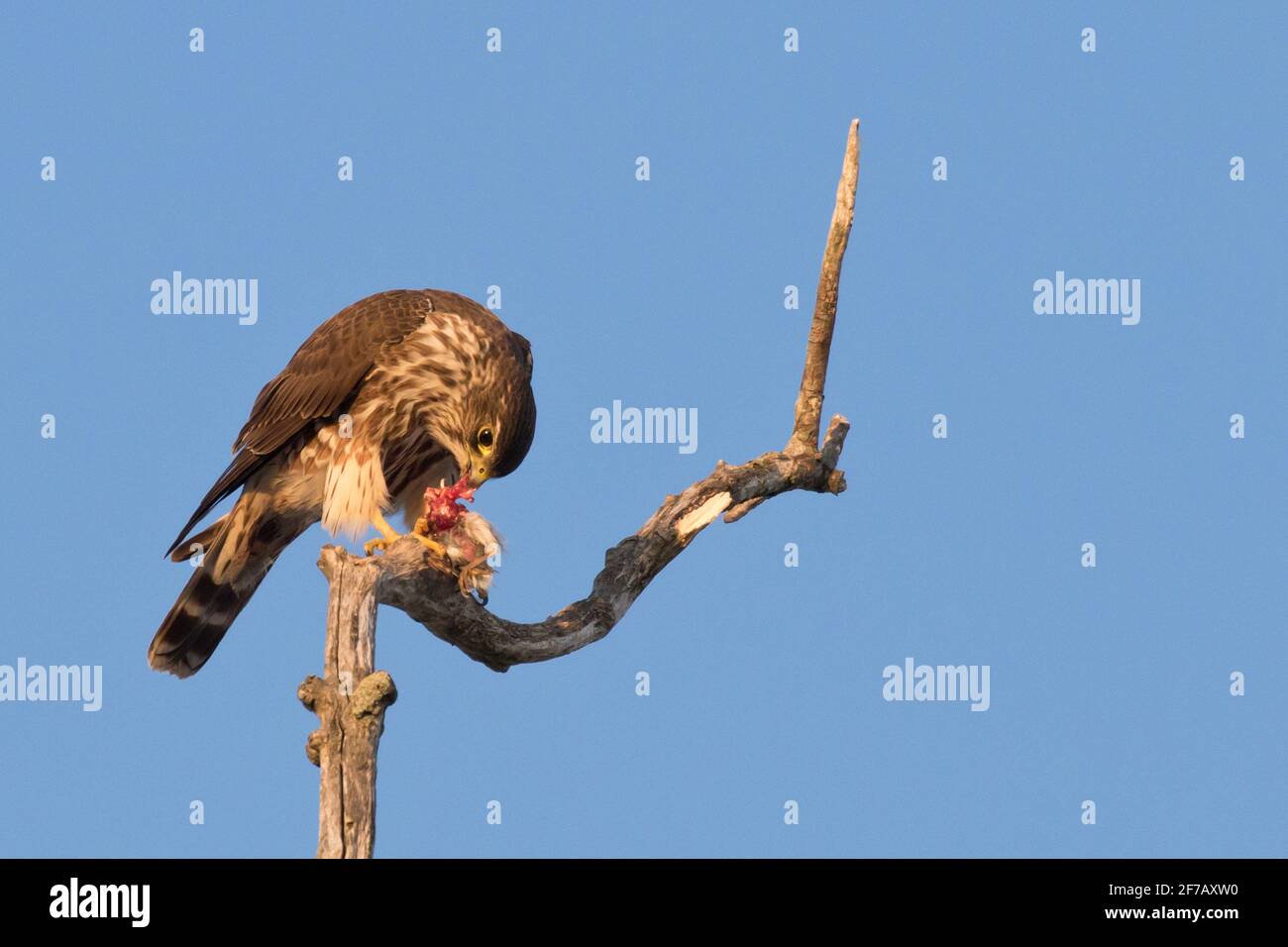 Merlin (Falco columbarius) perched on a tree branch with prey in Long Island, New York Stock Photo