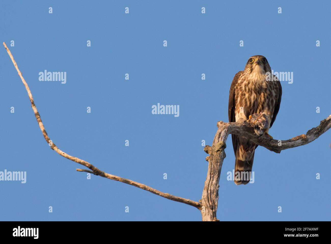 Merlin (Falco columbarius) perched on a tree branch with prey in Long Island, New York Stock Photo