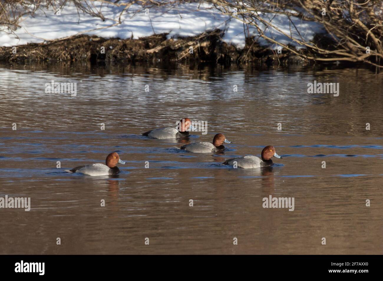 Redhead ducks (Aythya americana) on a lake in winter, Long Island, New York Stock Photo