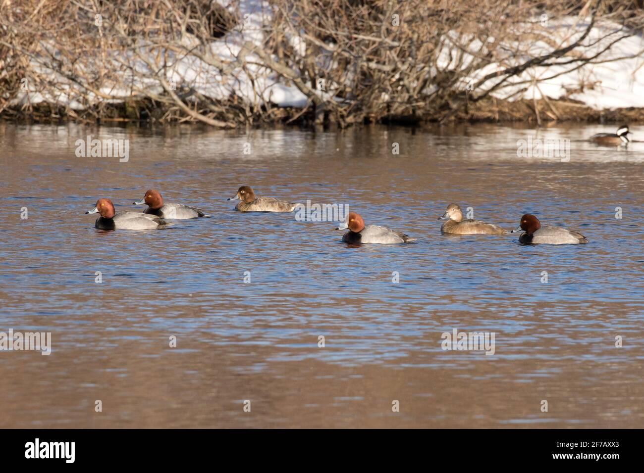 Redhead ducks (Aythya americana) on a lake in winter, Long Island, New York Stock Photo
