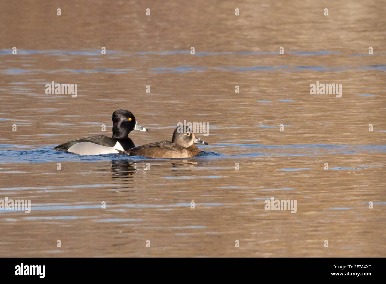 Ring-necked Ducks (Aythya collaris) on a lake in Long Island, New York Stock Photo