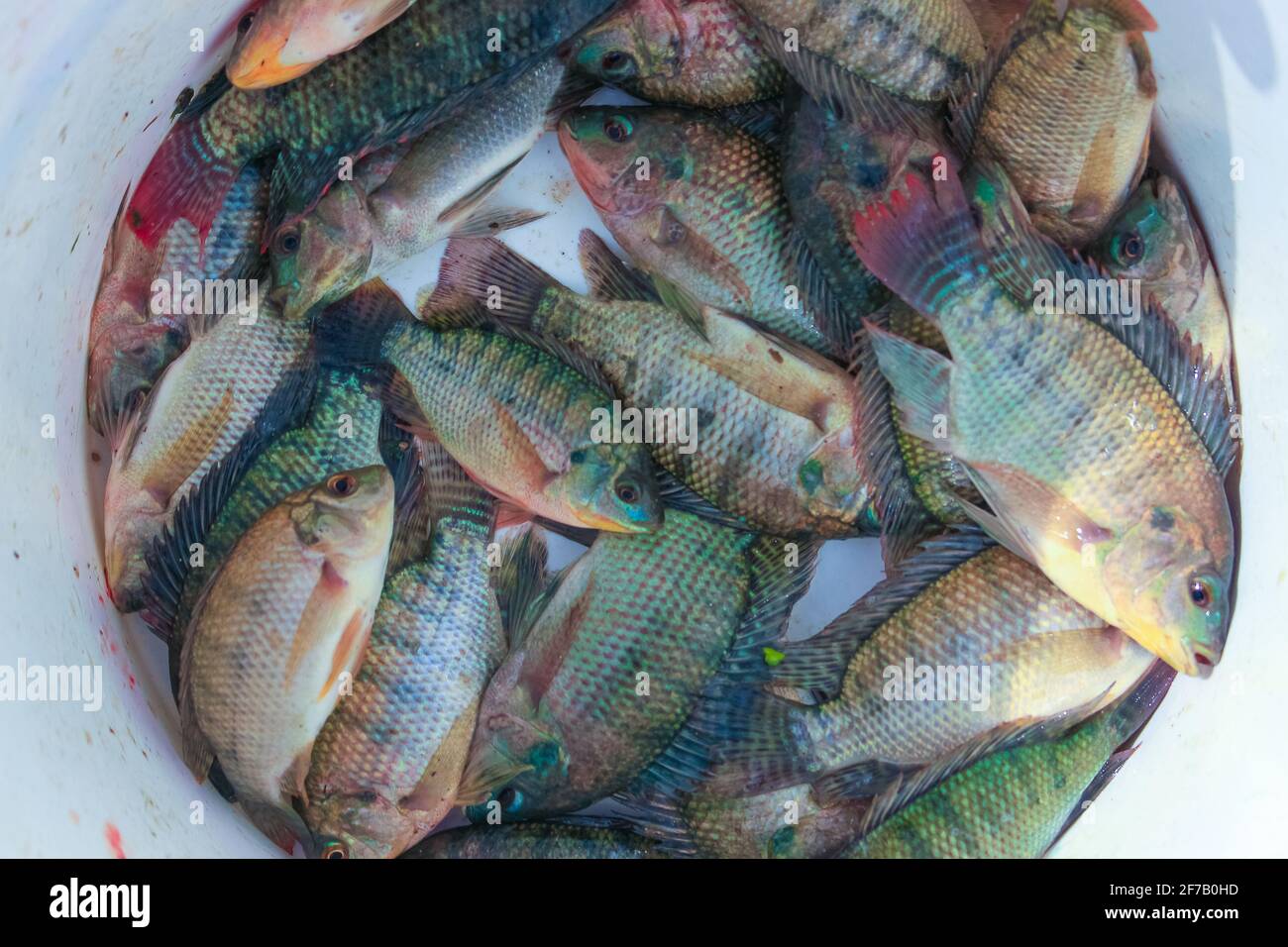 tilapia fish Stock Photo