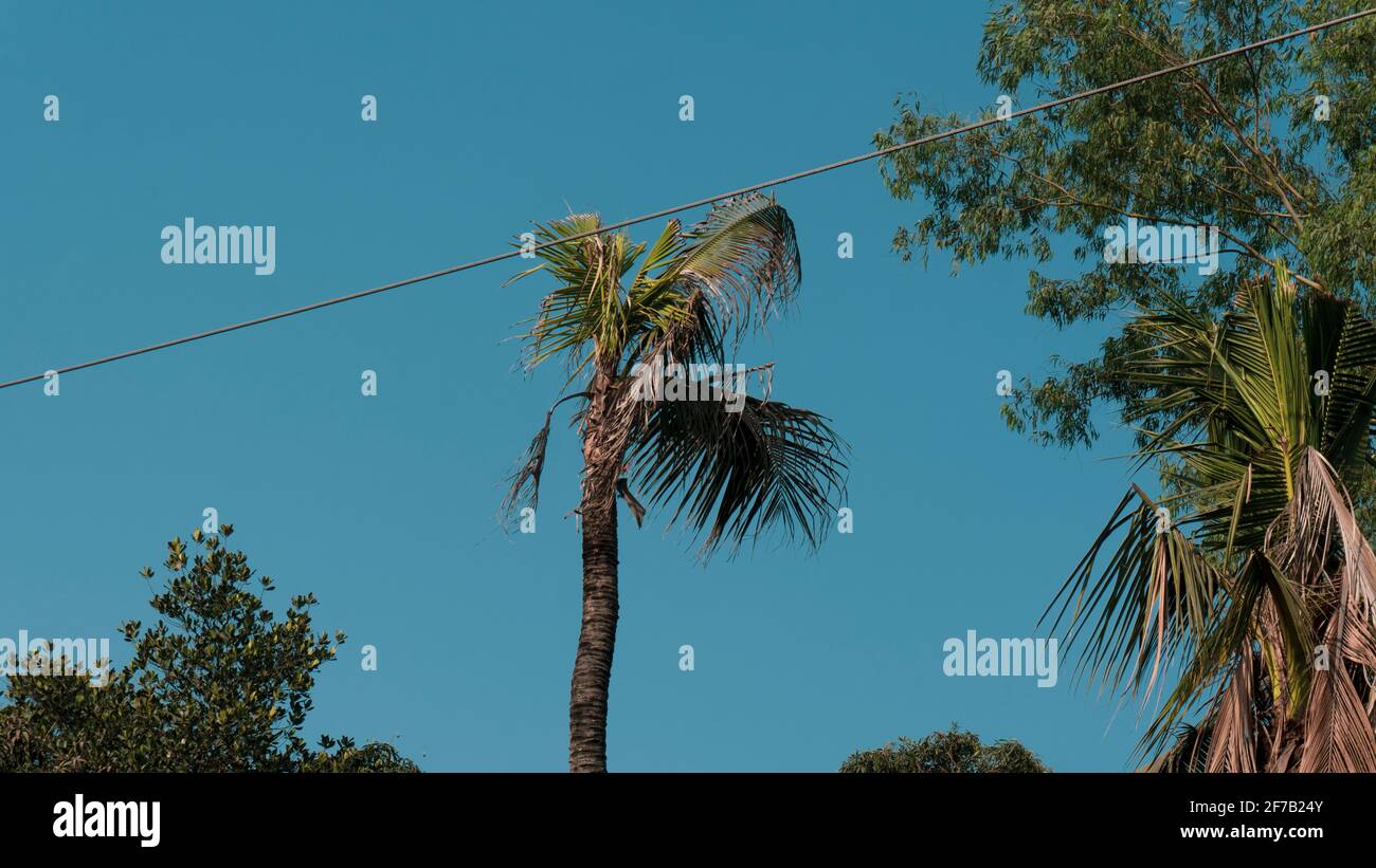 The branches of a tree. branches against blue sky Stock Photo - Alamy