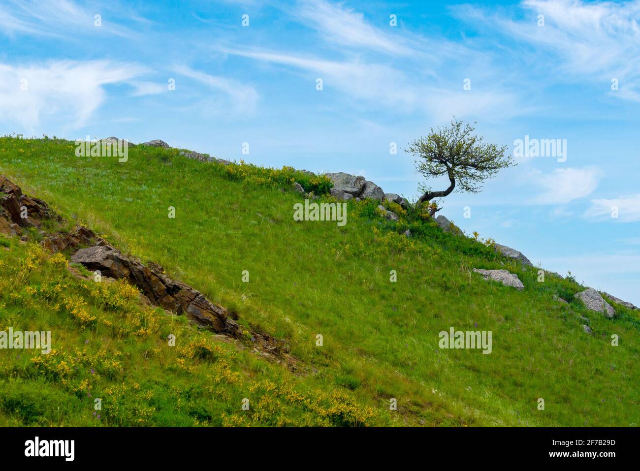 Lonely tree on the slope of hill or mountain at beautiful landscape. Stock Photo