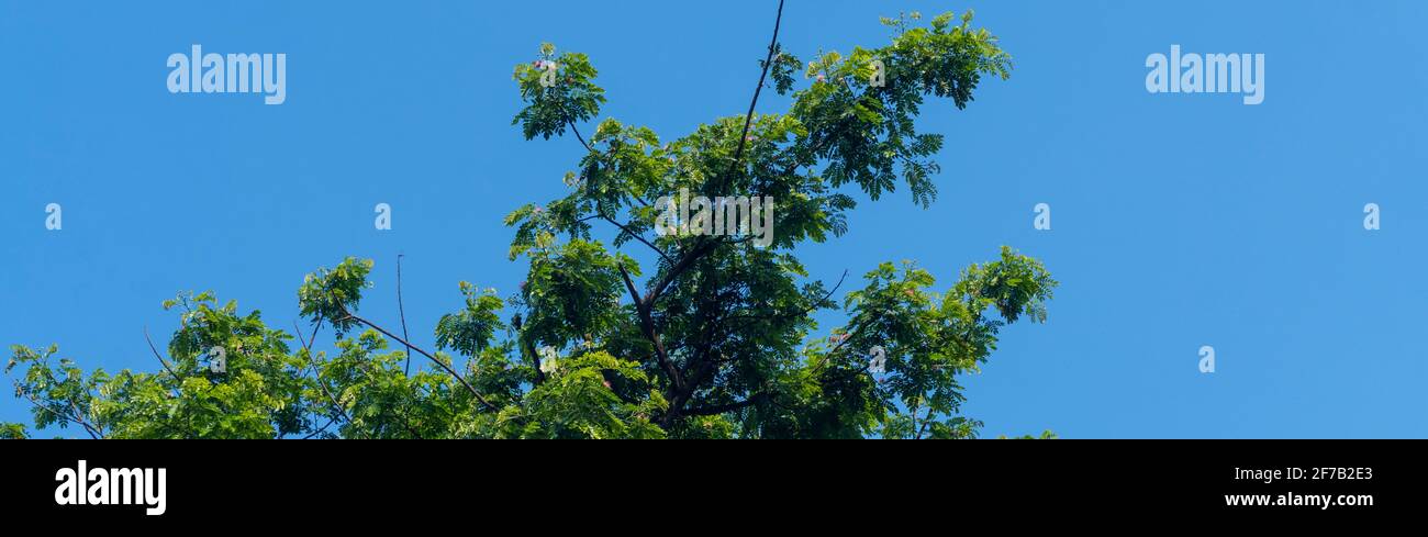 The branches of a tree. branches against blue sky Stock Photo - Alamy