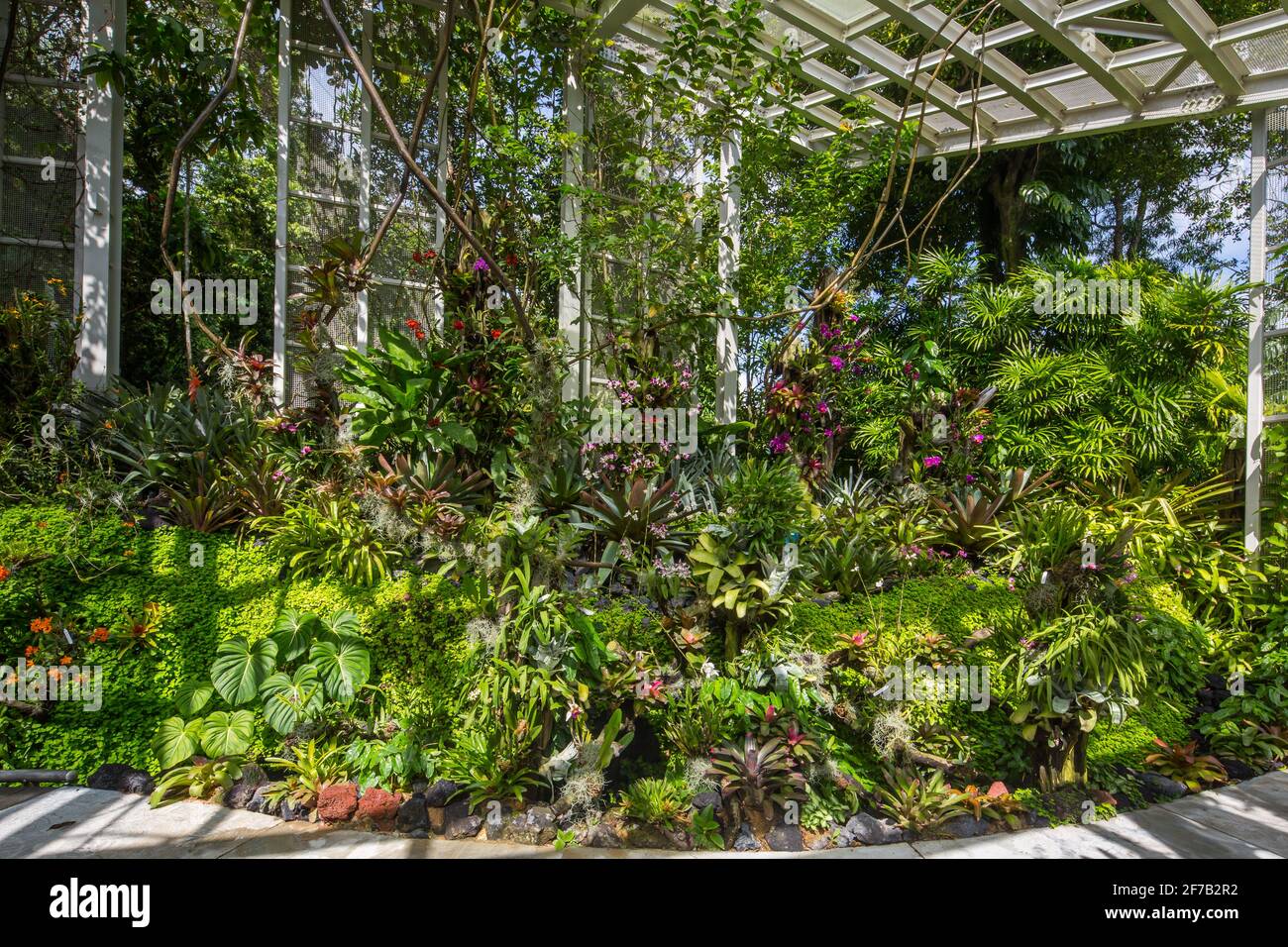 Neotropical forest environment at 650 metre to 1,000 metre elevation ...