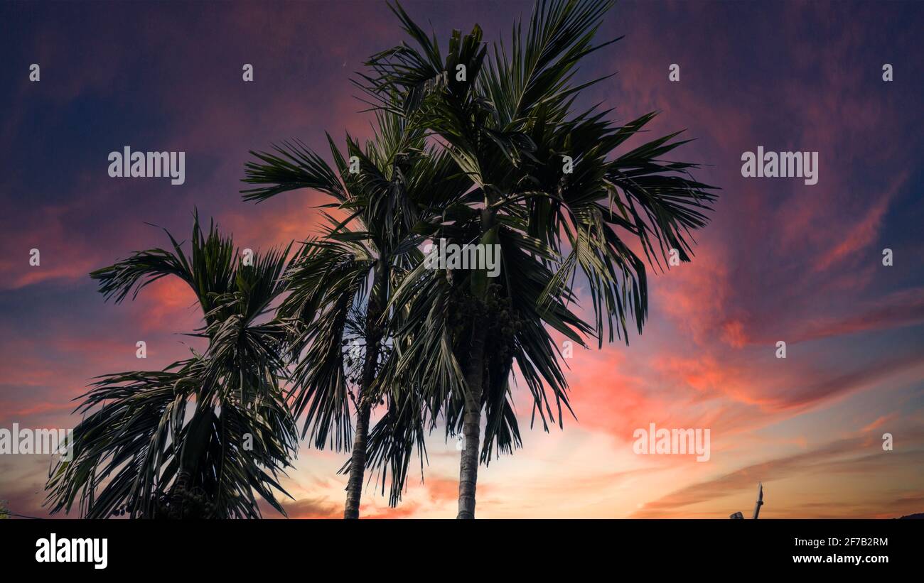 The branches of a tree. branches against blue sky Stock Photo - Alamy