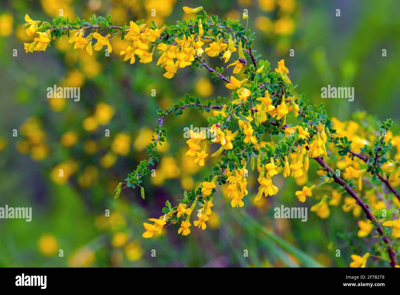 Yellow flower of Caragana sinica. Natural background. Stock Photo
