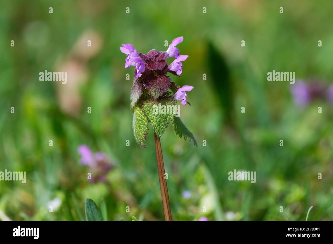 Lamium purpureum L. a single purple deadnettle on a meadow against blurred background Stock Photo
