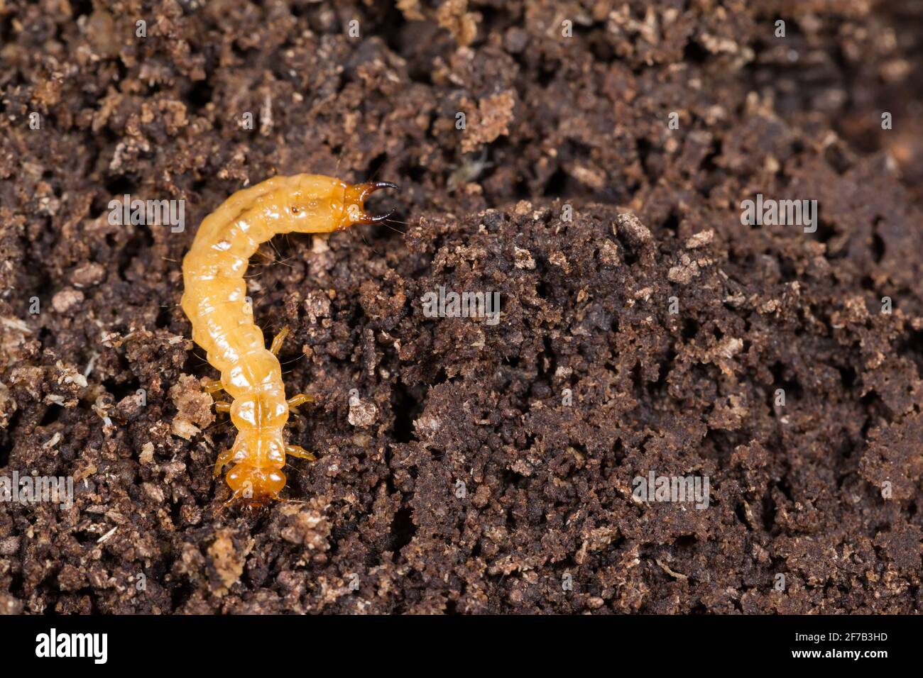 Scarce cardinal beetle larva (Schizotus pectinicornis) Stock Photo