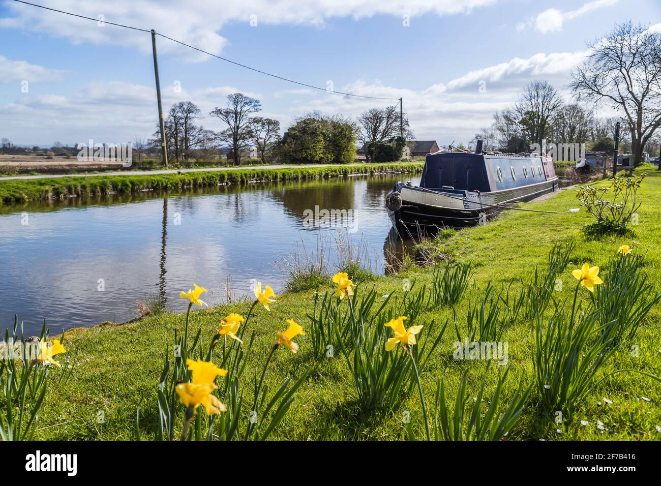 Pretty yellow daffodils in full bloom next to a narrow boat the Leeds Liverpool Canal near Burscough, Lancashire in April 2021. Stock Photo