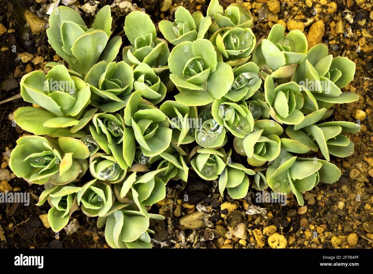 Callera grass, plant cures all, Sedum telephium green shoots of spring Stock Photo