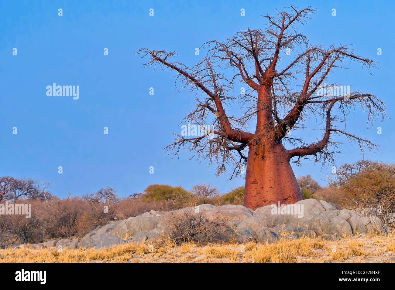 Baobab, Adansonia digitata, Kubu Island, White Sea of Salt, Lekhubu, Makgadikgadi Pans National Park, Botswana, Africa Stock Photo
