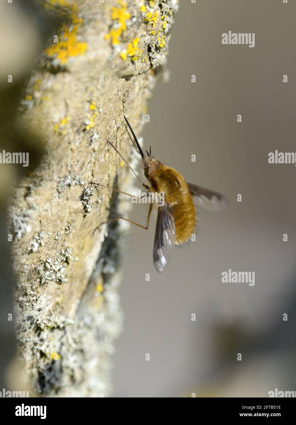 Bee Fly (Greater / Dark-edged / Large Bee Fly: Bombylius major) female. Kent, UK, early April Stock Photo