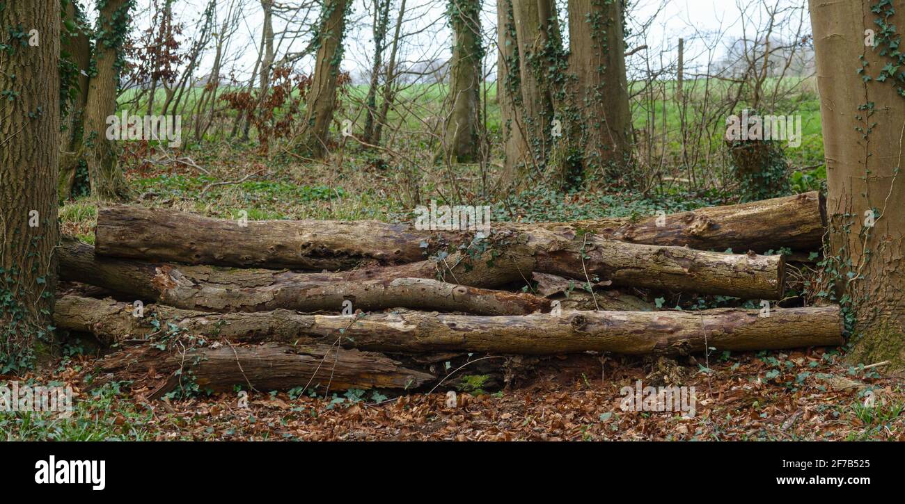 felled tree trunks used as eventing horse jumps Stock Photo