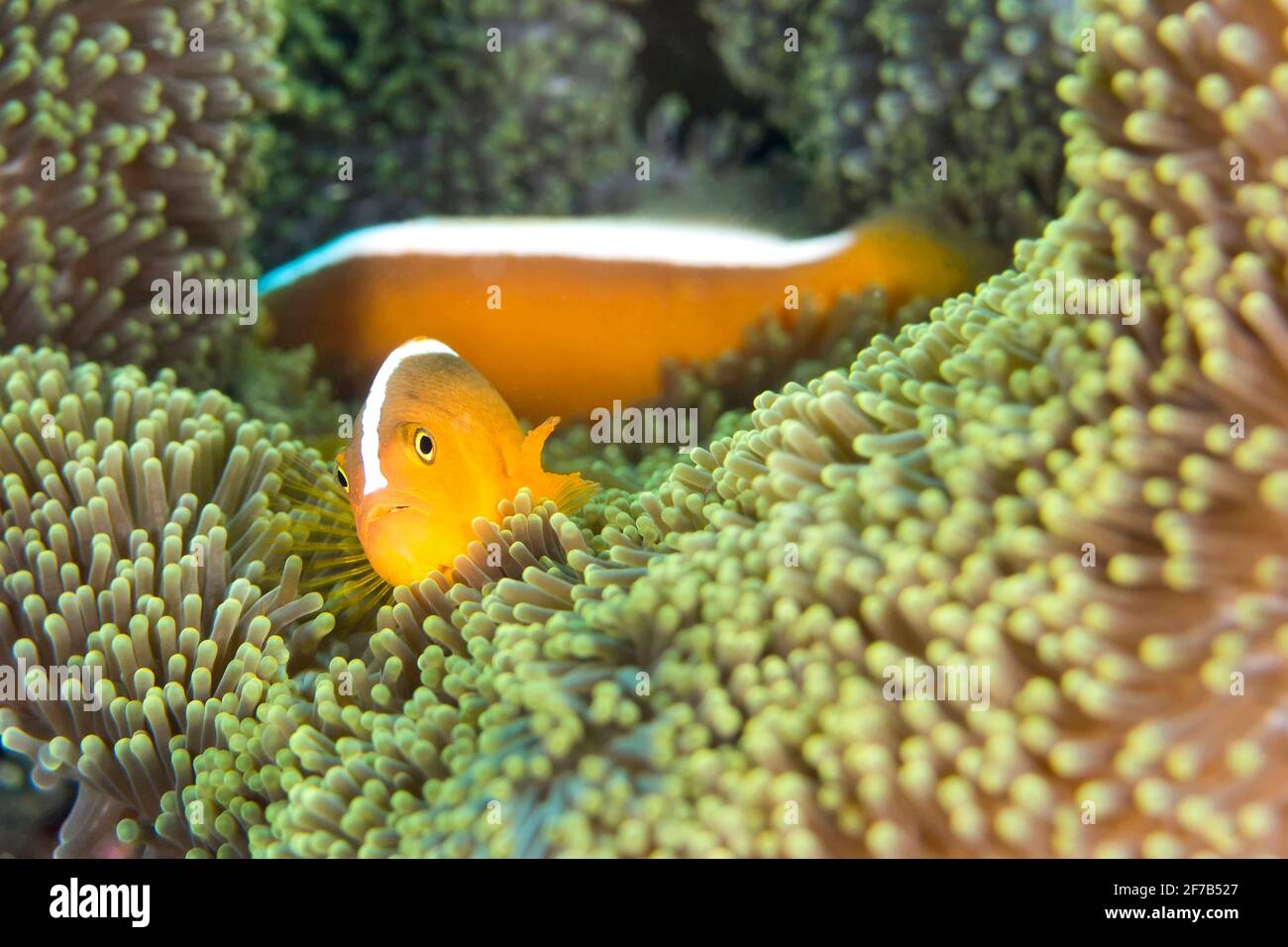 Orange Skunk Clownfish, Amphiprion sandaracinos, Magnificent Sea anemone, Ritteri anemone, Heteractis magnifica, Lembeh, North Sulawesi, Indonesia, As Stock Photo