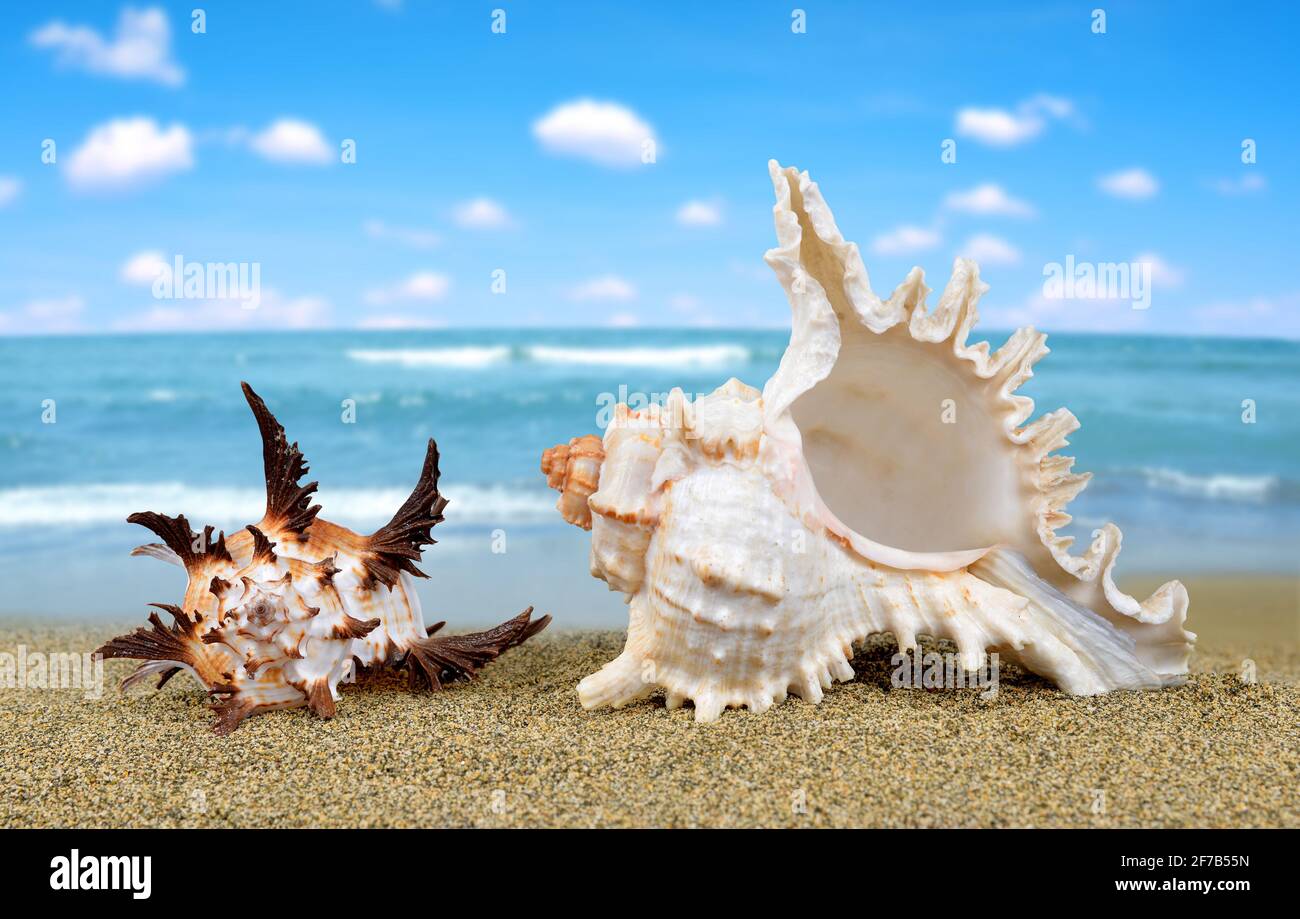 Three spiral sea Shells on a sandy beach Stock Photo - Alamy