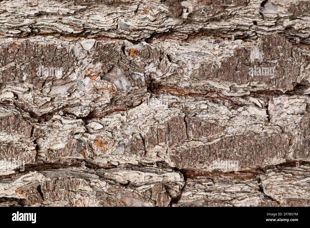 Macro close-up of bark and resin in Pine Forest Plantation in Cape Town Stock Photo